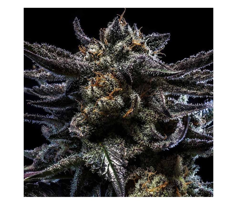 Zombie Kush Auto de Ripper Seeds