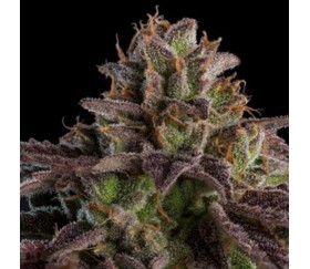 K-Mintz Auto de Ripper Seeds