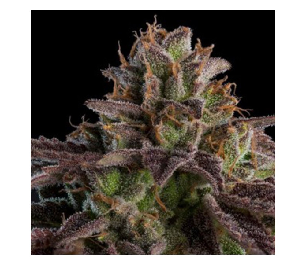 K-Mintz Auto de Ripper Seeds