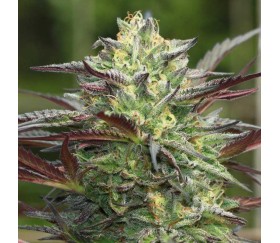 G.S Cookies de Humboldt Seed Company