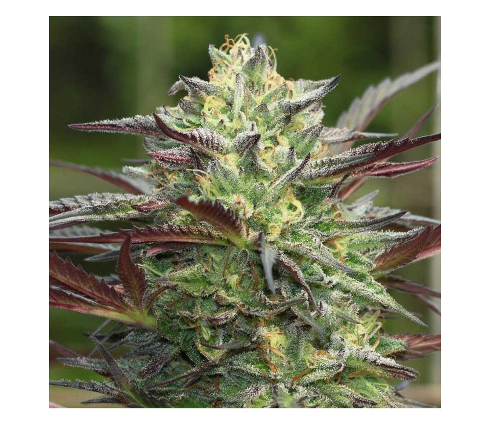 G.S Cookies de Humboldt Seed Company