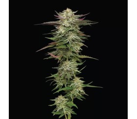 Humbold Headband de Humboldt Seed Company