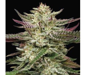 Humbold Headband de Humboldt Seed Company
