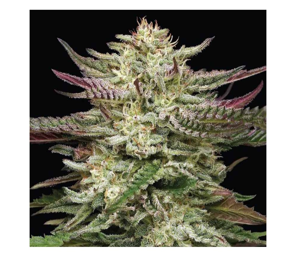 Humbold Headband de Humboldt Seed Company