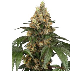 Chocolate Rainbow Feminizada de Sensi Seeds