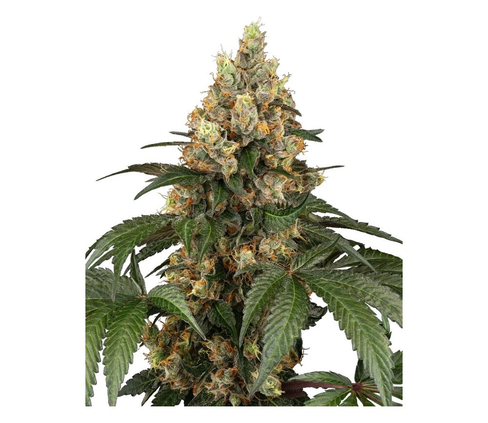 Chocolate Rainbow Feminizada de Sensi Seeds