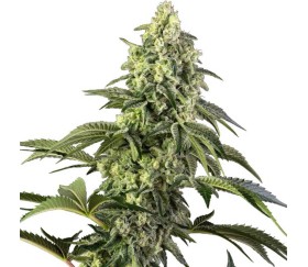 Cosmic Kiss de Sensi Seeds