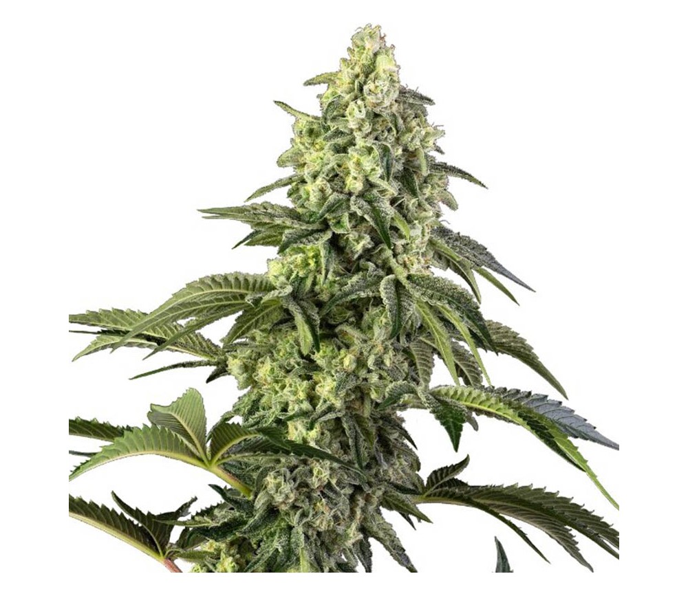 Cosmic Kiss de Sensi Seeds