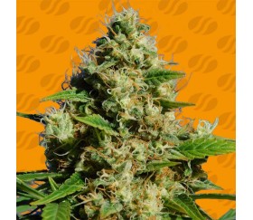 Banana Serbet de Original Sensible Seeds