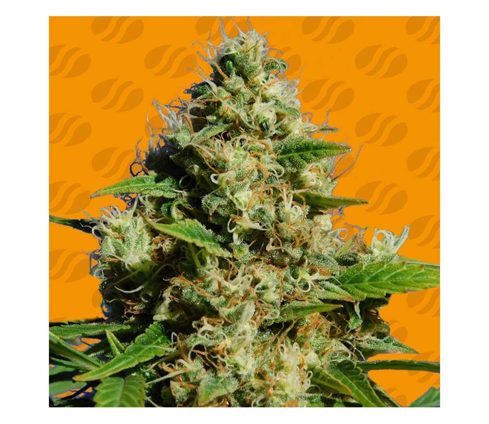 Banana Serbet de Original Sensible Seeds