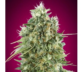 Bubble Gum CBD de 00 Seeds