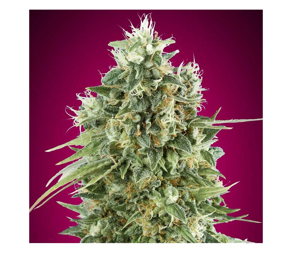 Bubble Gum CBD de 00 Seeds