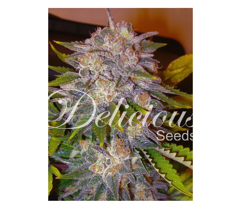 Caramelo de Delicious Seeds