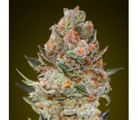 Sweet Critical CBD de 00 Seeds