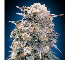00 Kush Fast de 00 Seeds