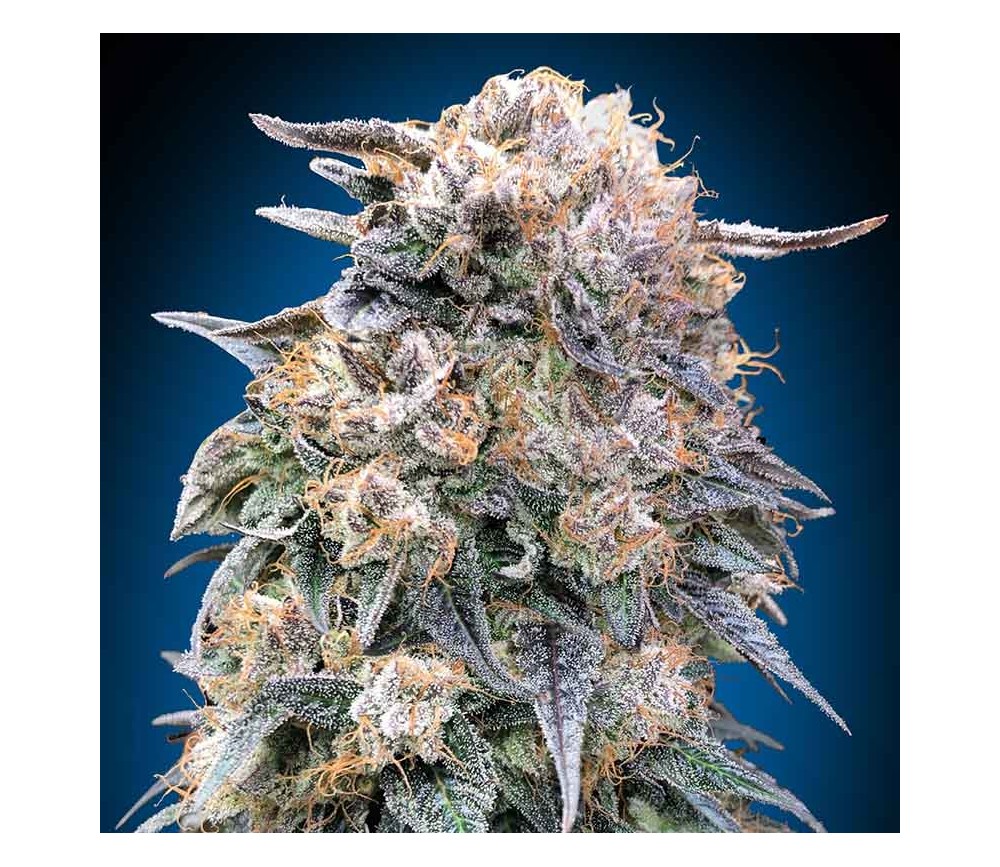 00 Kush Fast de 00 Seeds