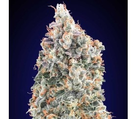 Blueberry Fast de 00 Seeds