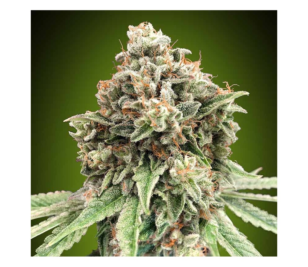 Sweet Critical Fast de 00 Seeds