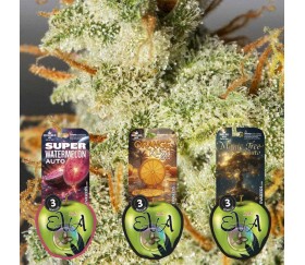 Pack Autoflorecientes 1 de Eva Seeds