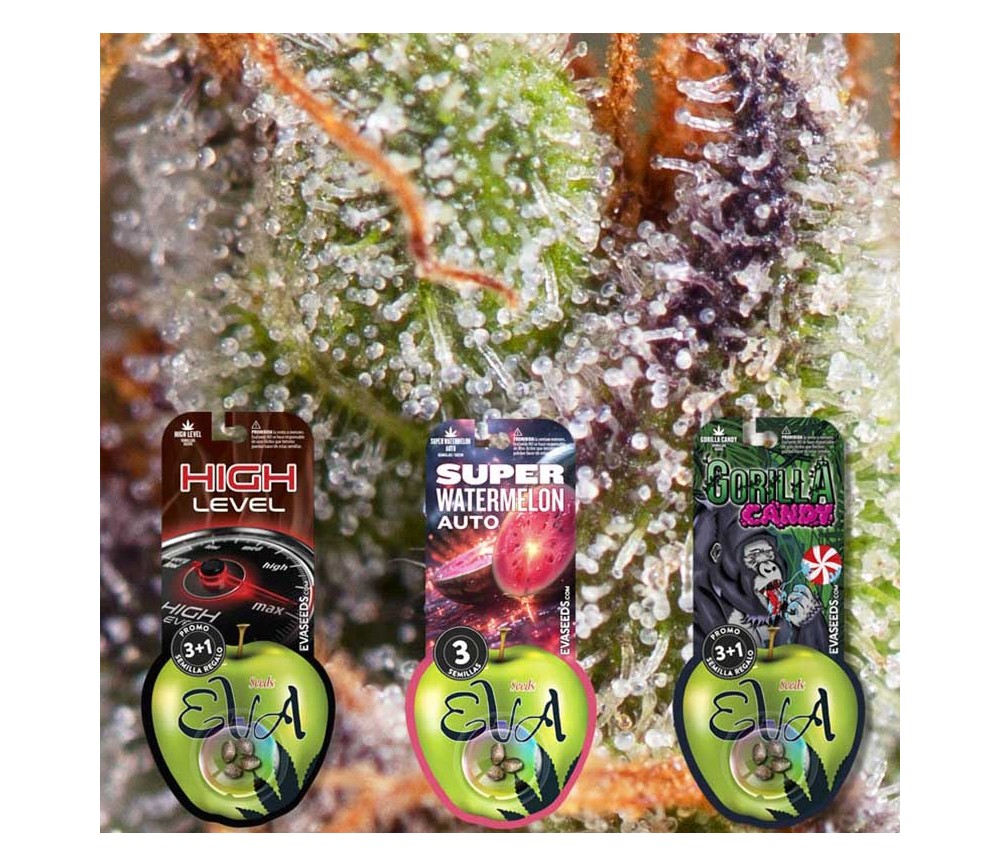 Pack de semillas Dulces 2 de Eva Seeds