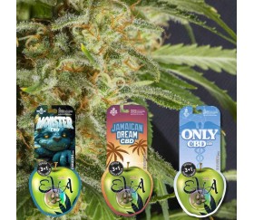 Pack de semillas CBD Lovers 2 de Eva Seeds