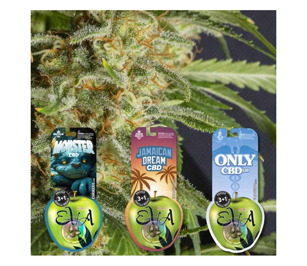 Pack de semillas CBD Lovers 2 de Eva Seeds