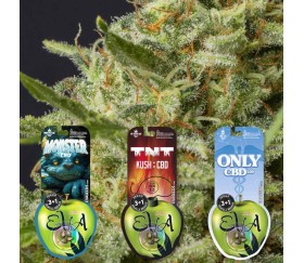 Pack de semillas CBD Lovers 3 de Eva Seeds