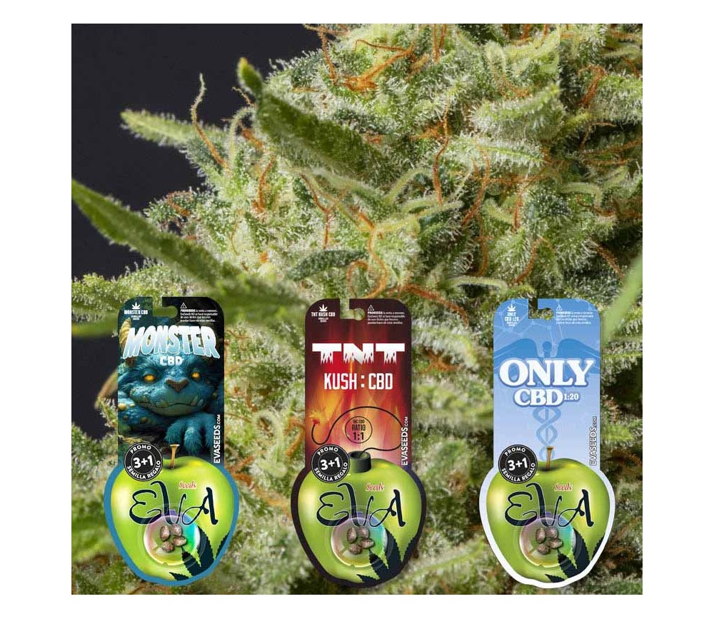 Pack de semillas CBD Lovers 3 de Eva Seeds