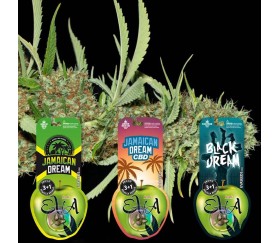 Pack de semillas Jamaican Dream Lovers de Eva Seeds