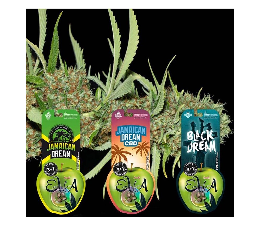 Pack de semillas Jamaican Dream Lovers de Eva Seeds