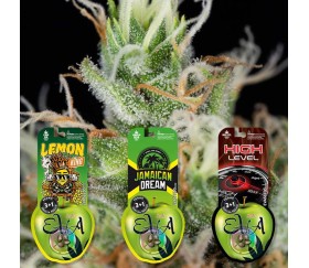 Pack de semillas Sativa Lovers 2 de Eva Seeds