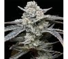 Lemon Cherry Gelato de Barney’s Farm
