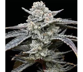 Lemon Cherry Gelato de Barney’s Farm