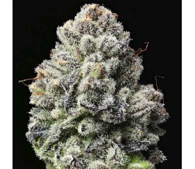 Lemon Cherry Gelato de Barney’s Farm