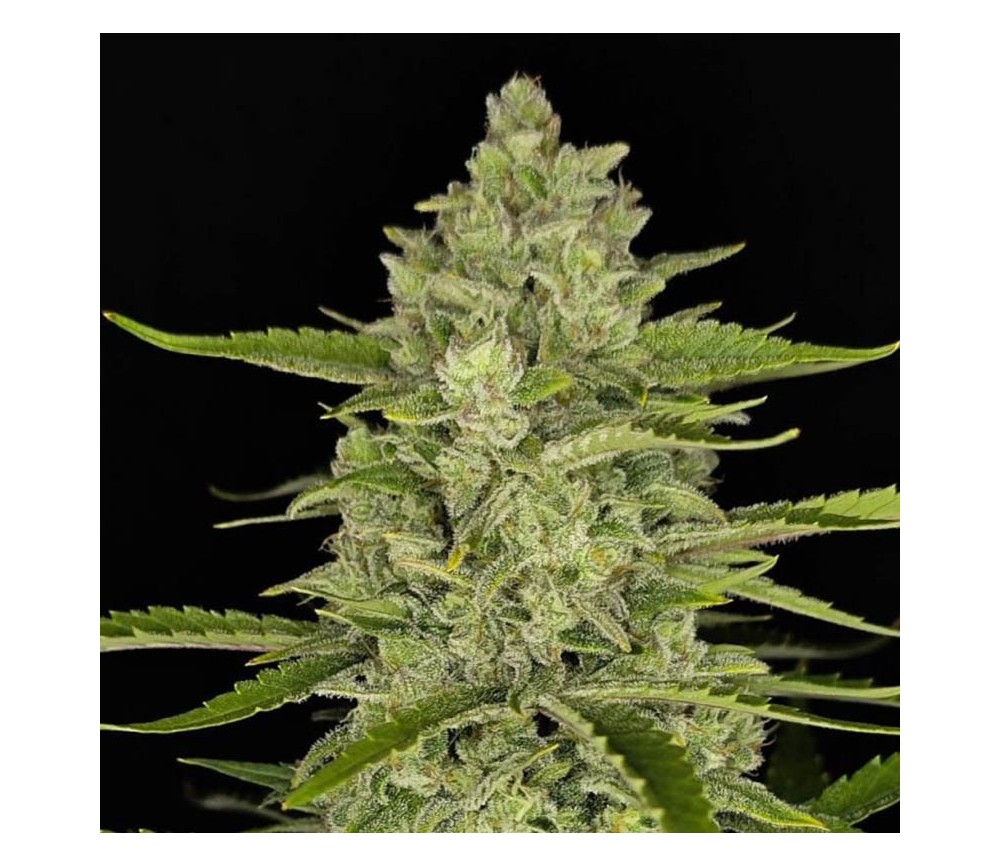 Papaya Cookies Auto de Fast Buds