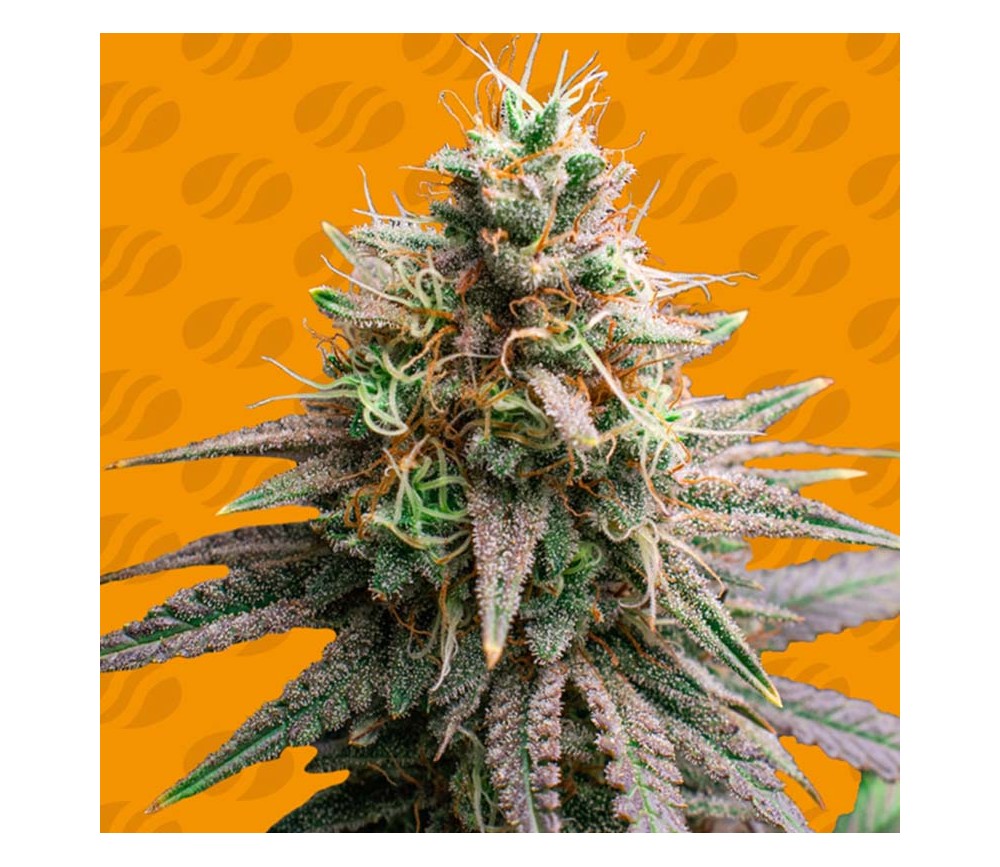 Tiramisú de Original Sensible Seeds