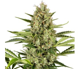 Jack Herer Auto de Sensi Seeds
