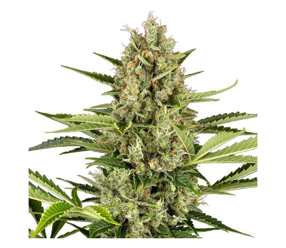 Jack Herer Auto de Sensi Seeds