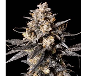 Apple Bananas de 00 Seeds