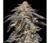 Apple Bananas Auto de 00 Seeds