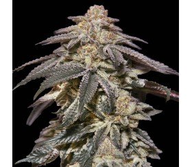 Apple Bananas Auto de 00 Seeds