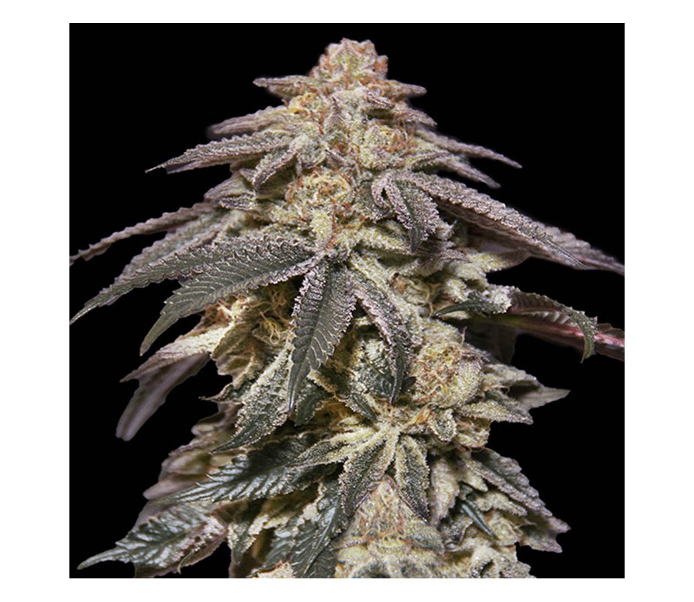 Apple Bananas Auto de 00 Seeds