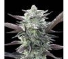 Oreoz de 00 Seeds