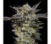 Oreoz Auto de 00 Seeds