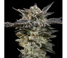 Oreoz Auto de 00 Seeds