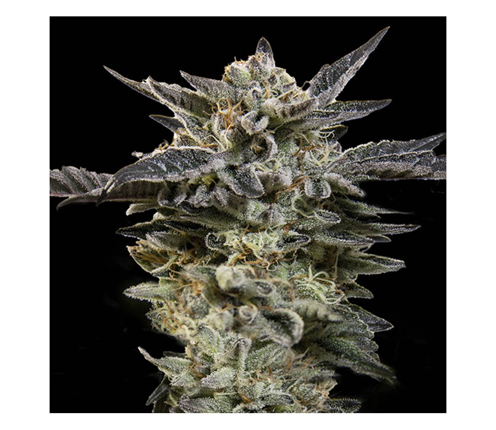 Oreoz Auto de 00 Seeds