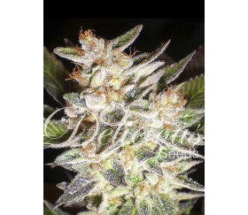 Delicious Candy Auto de Delicious Seeds