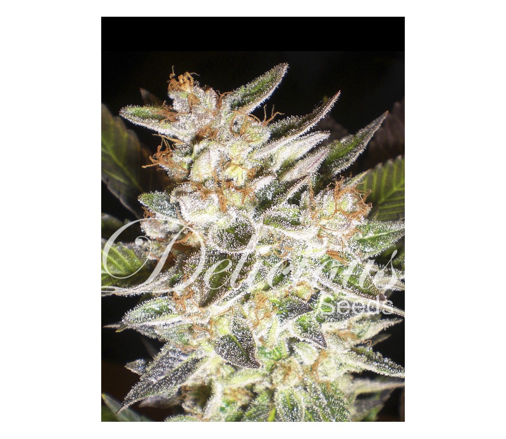 Delicious Candy Auto de Delicious Seeds