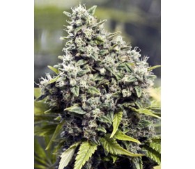 Grapefruit de Female Seeds