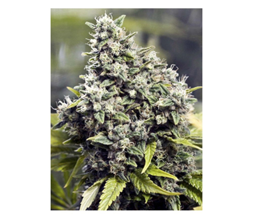 Grapefruit de Female Seeds